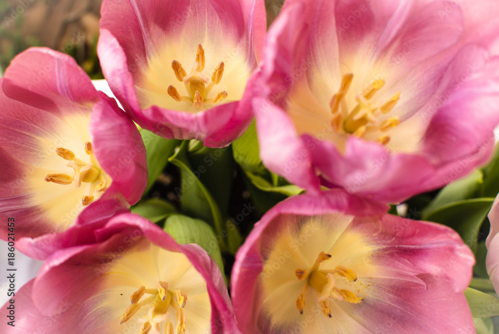 Pink and purple tulips in the garden