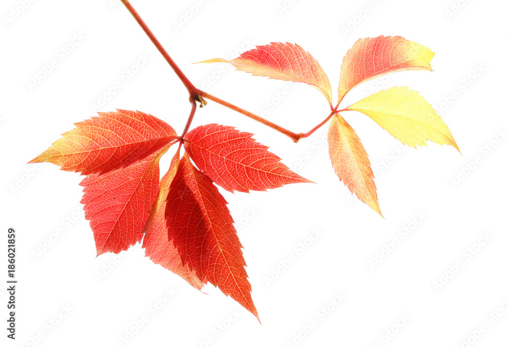 Beautiful colorful autumn leaves on white background Beautiful colorful autumn leaves on white background