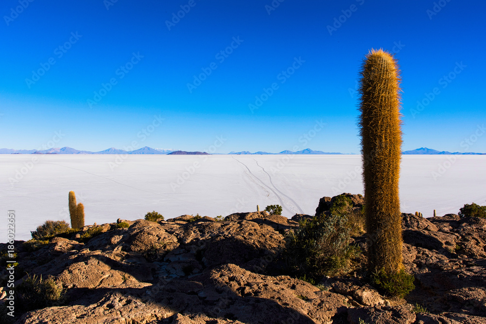 cactus d'uyuni