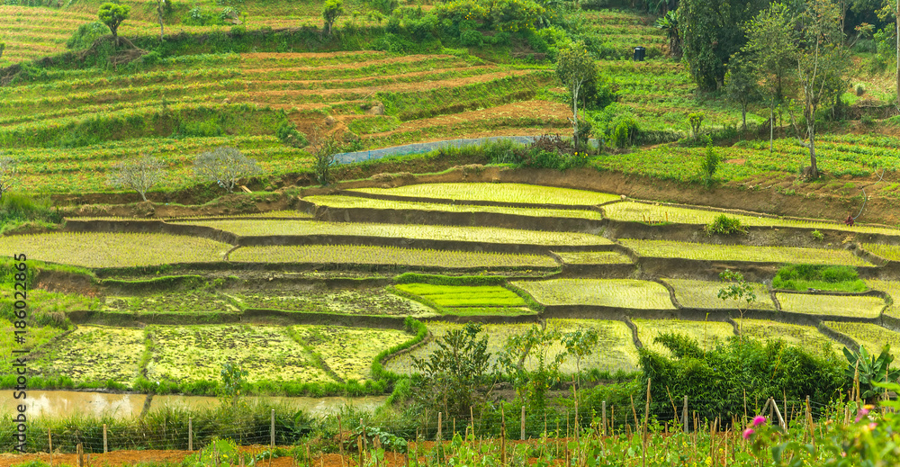 Vegetable garden, green rice fields terraces complex paddy cultivation systems the concept of Agro tourism, Sri Lanka