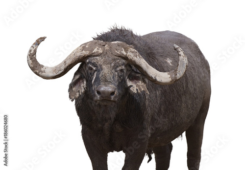 African buffalo looking in camera , is isolated on white background © jnsepeliova