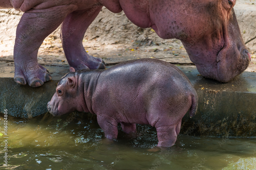 Baby Hippopotamus and its mother was born in captivity Baby Hippopotamus and its mother was born in captivity