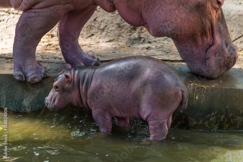 Baby Hippopotamus and its mother was born in captivity