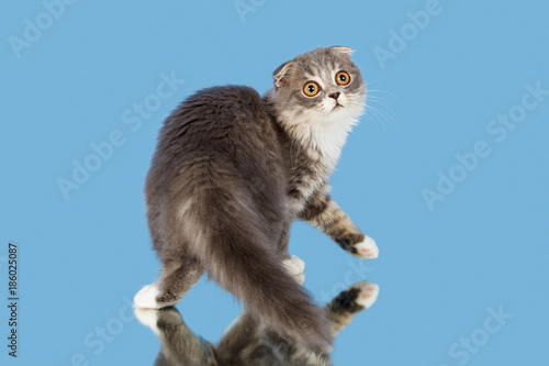 kitten sitting on a monophonic background