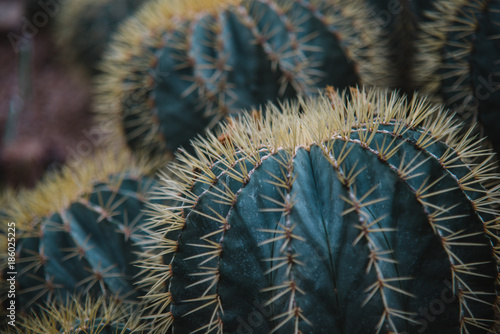 close up on echinocactus grusoni leaf and plant photo
