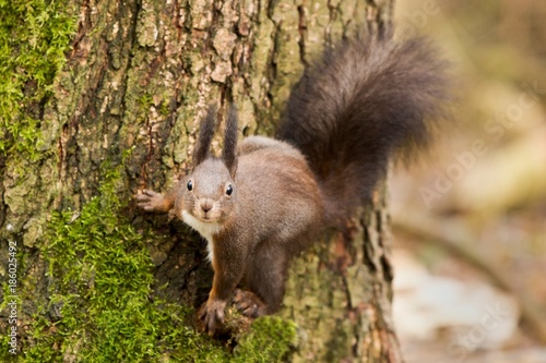 Red squirrel, Sciurus vulgaris, Cute arboreal, omnivorous rodent . Portrait of eurasian squirrel in natural environment. © Branislav