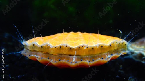 Blue eyes and tentacles near the Black Sea mollusk Scallop (Flexopecten ponticus). photo