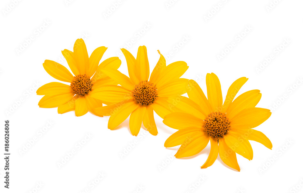 Obraz premium yellow flower isolated