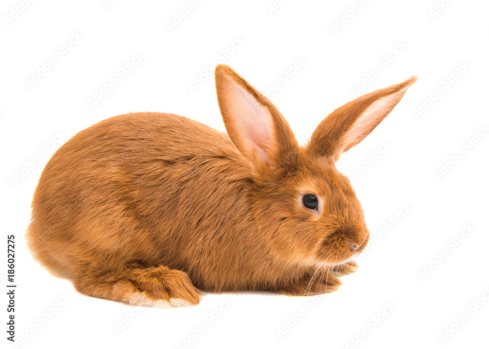 Naklejka premium red rabbit isolated