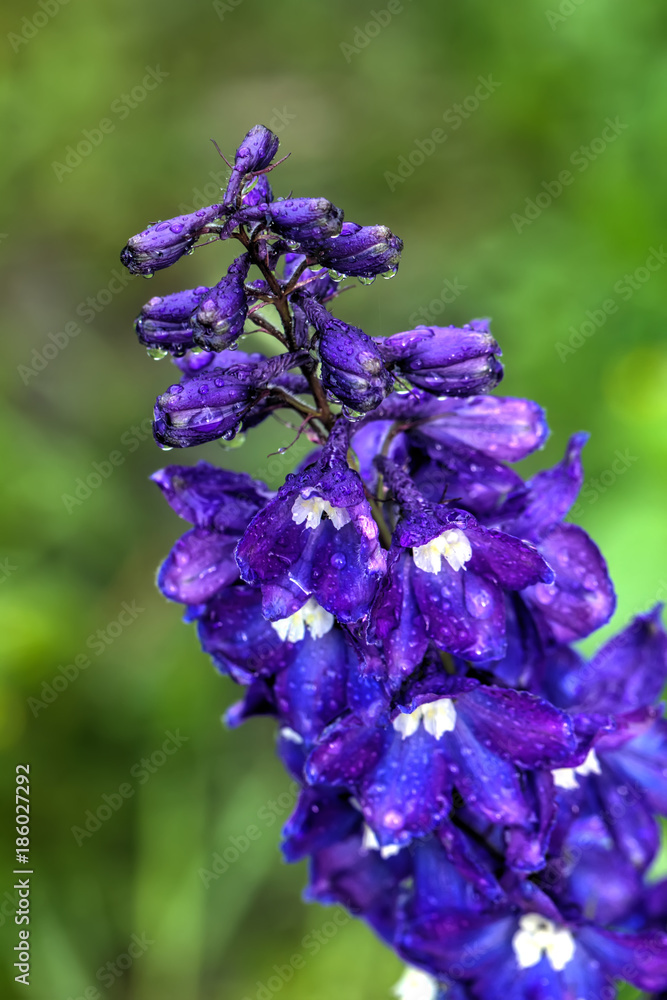 The delphinium flower growing in a summer garden.