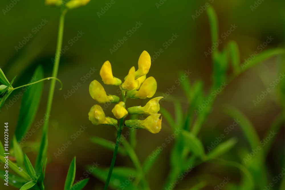 The flower of a Lathyrus pratensis growing in a summer meadow.