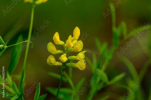Obraz na płótnie The flower of a Lathyrus pratensis growing in a summer meadow. w salonie