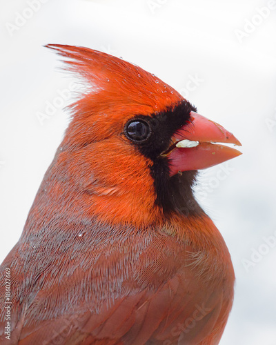 Spring Northern Cardinal