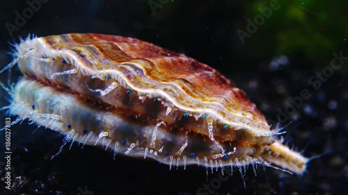 The shell claps the shell. Blue eyes and tentacles near the Black Sea mollusk Scallop (Flexopecten ponticus). photo