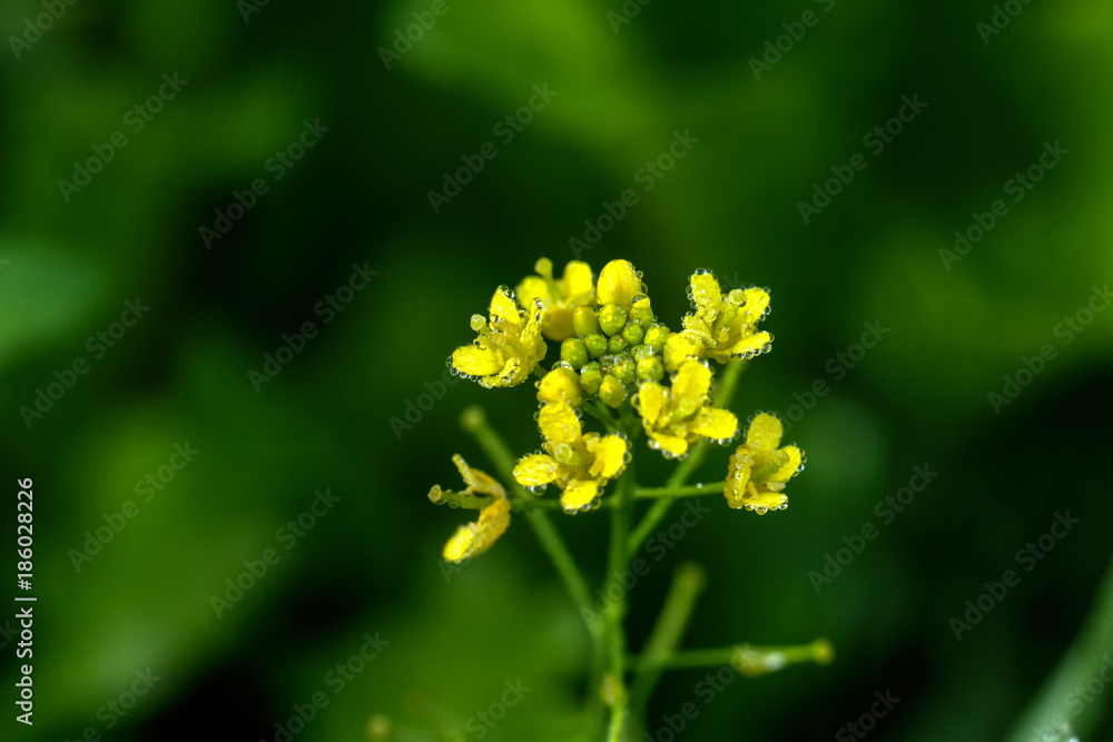 A flower of a wormseed growing on a summer meadow.