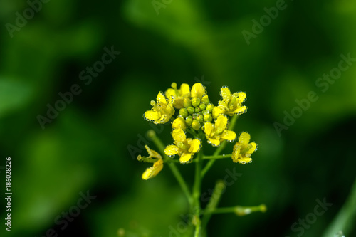 Obraz na płótnie A flower of a wormseed growing on a summer meadow. w salonie