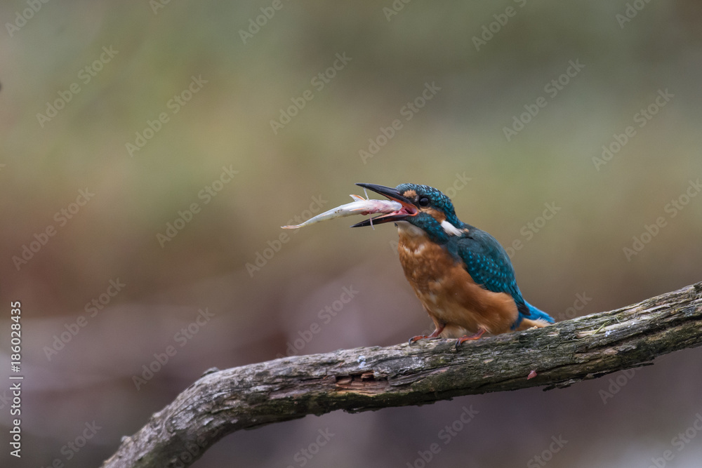 Fototapeta premium Eisvogel