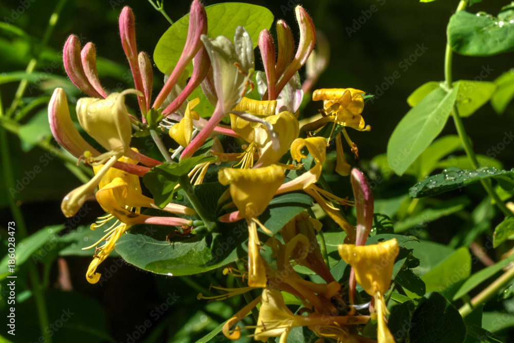 The Lonicera flower growing in a summer garden.