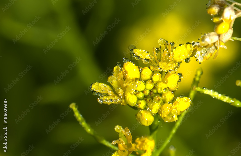 Dew drops on petals of a cultivated flower.