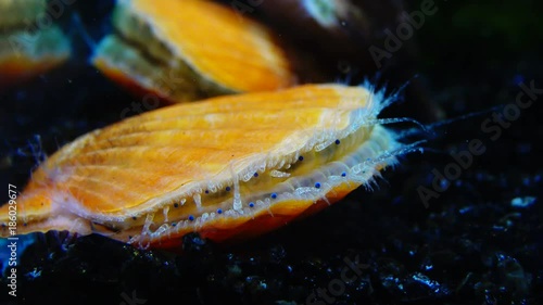 The shell claps the shell. Blue eyes and tentacles near the Black Sea mollusk Scallop (Flexopecten ponticus). photo