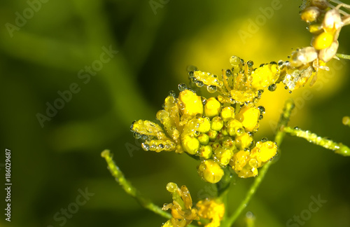 Obraz na płótnie Dew drops on petals of a cultivated flower. w salonie