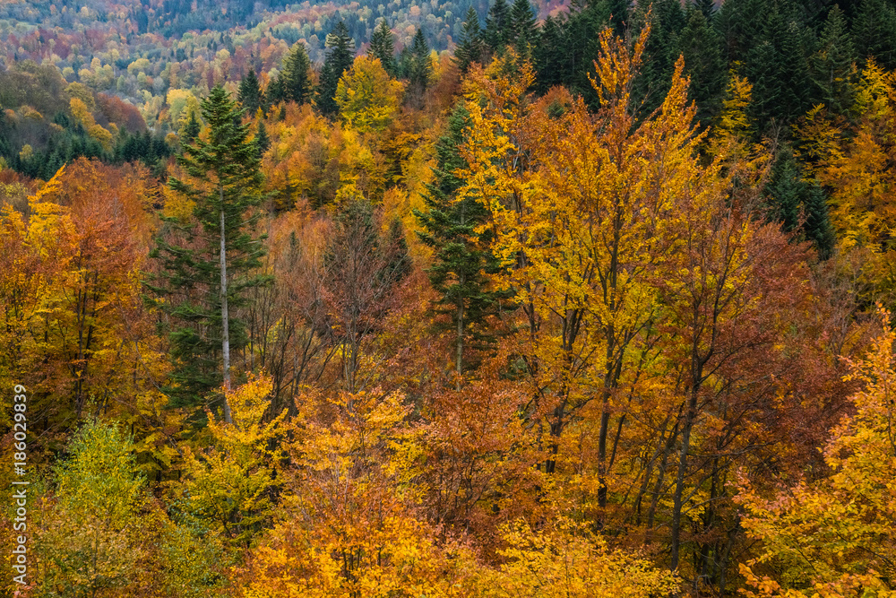 Bieszczady mountains at autumn from Szczerbanowka tower, Podkarpackie, Poland Bieszczady mountains at autumn from Szczerbanowka tower, Podkarpackie, Poland