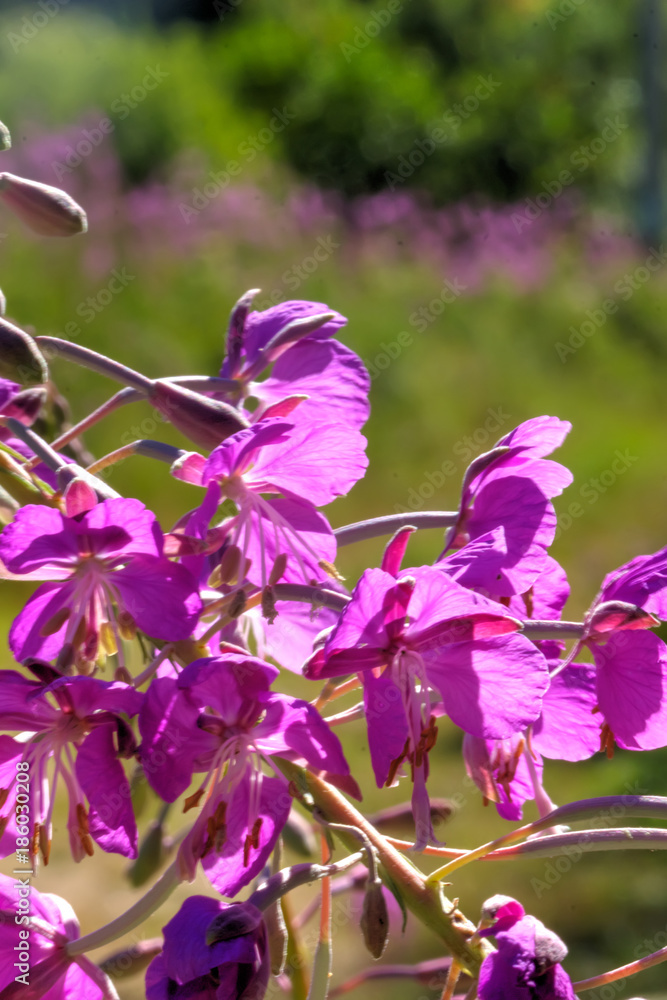 The willow-herb flower growing on a summer meadow.