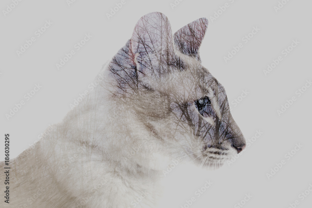 Fototapeta podwójna ekspozycja Syjamski kot