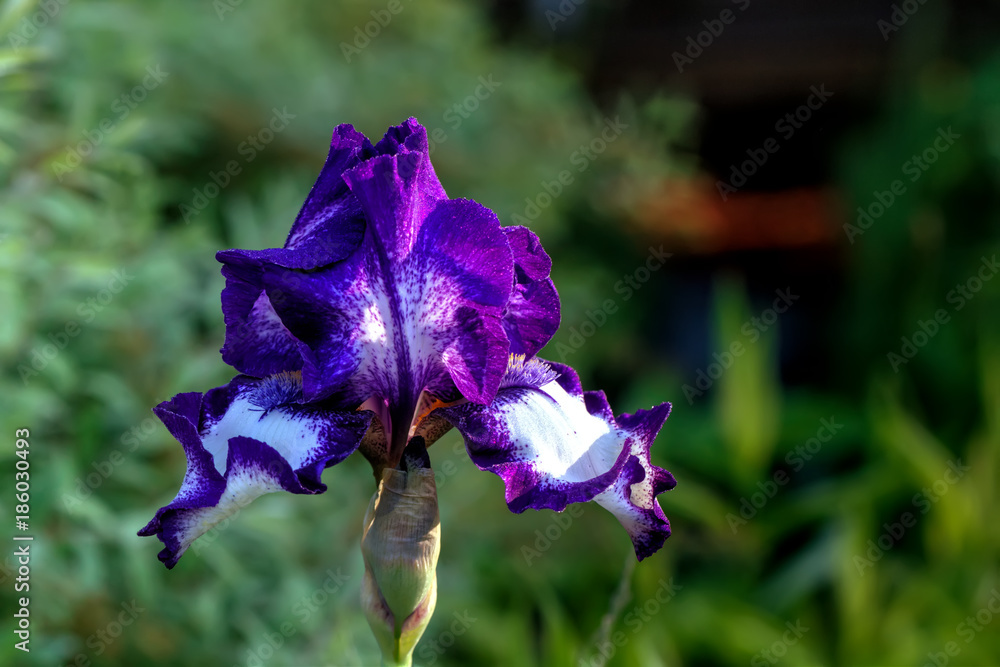 The flower of a decorative iris growing in a summer garden.