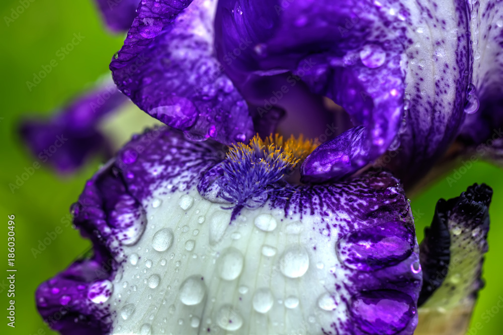The flower of a decorative iris growing in a summer garden.