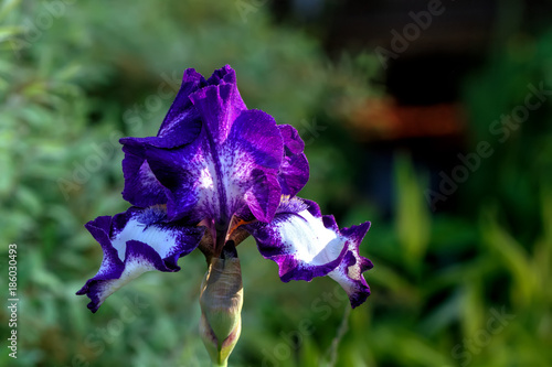 Obraz na płótnie The flower of a decorative iris growing in a summer garden. w salonie