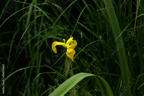 Obraz na płótnie The flower of a yellow iris growing in a summer garden. w salonie