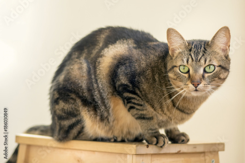 Marble cat sitting on wooden stool, eye contact, annoyed expression