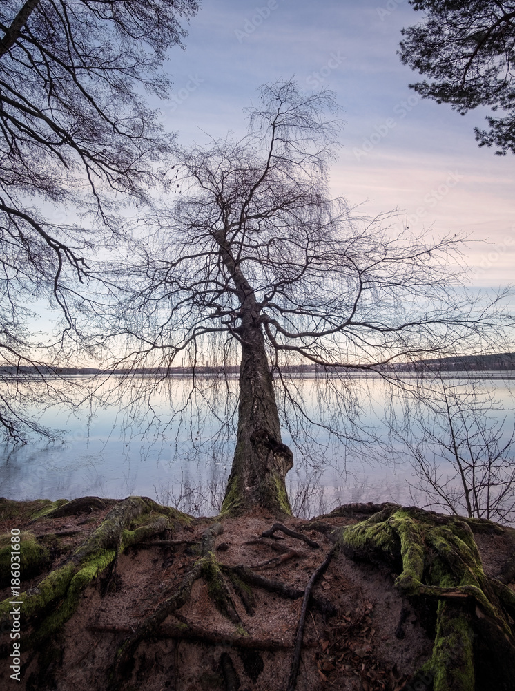 Fallen tree with calm lake and sunset at winter time in Finland Fallen tree with calm lake and sunset at winter time in Finland