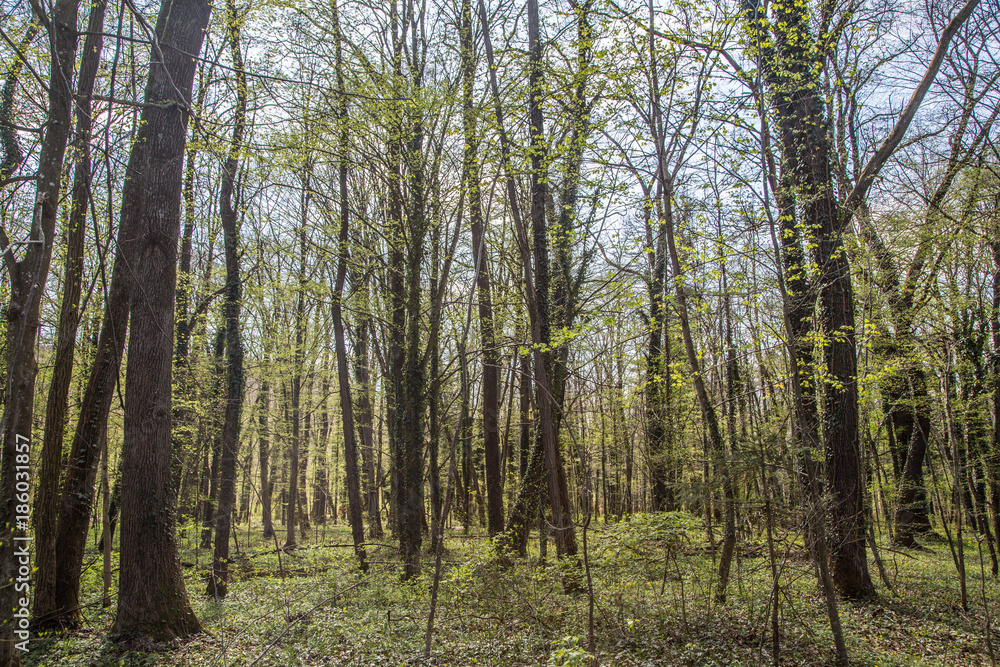 Naturparadies an der Mur: Murauen