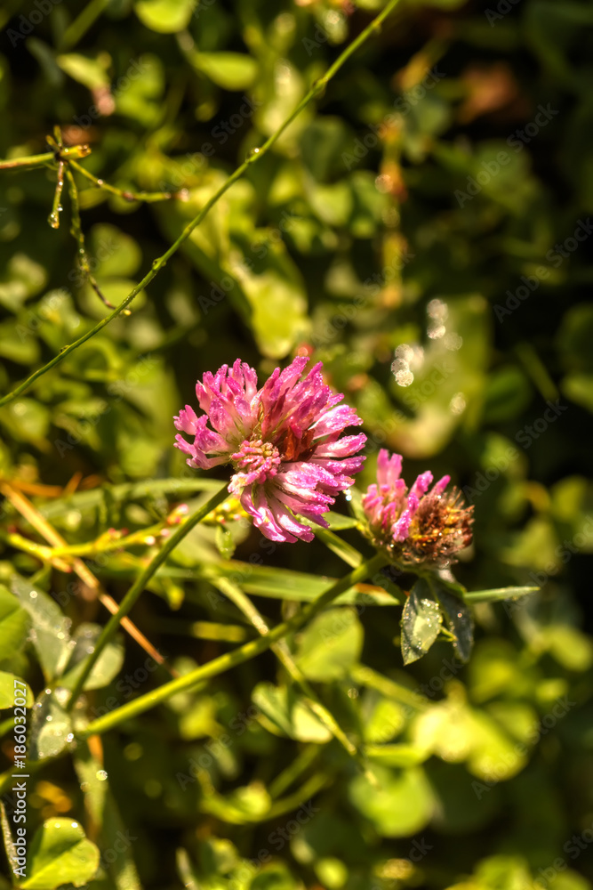 The clover flower growing on a summer meadow.