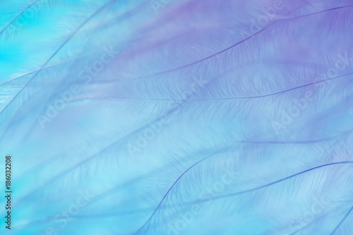 Gentle abstract turquoise purple background made of bird feather.