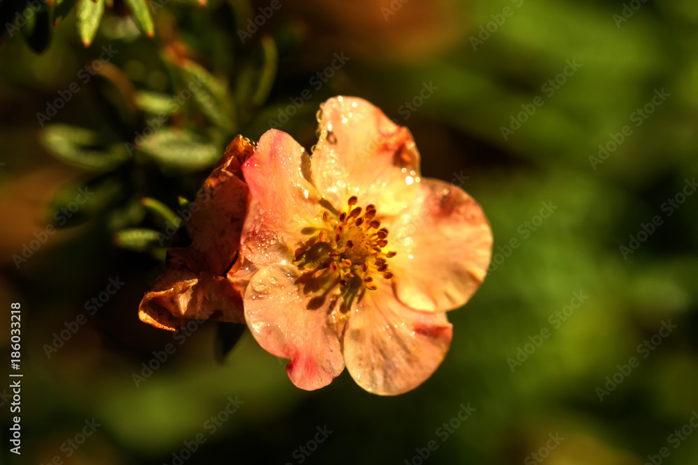 The silverweed flower growing in a summer garden.
