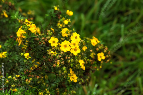 Obraz na płótnie The silverweed flower growing in a summer garden. w salonie