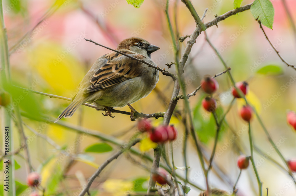 Naklejka premium Spring