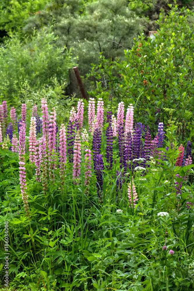 The lupine flower growing on a summer meadow.