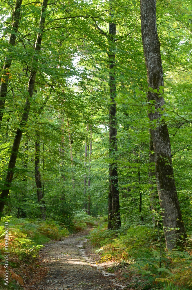 Obraz premium Sologne en automne