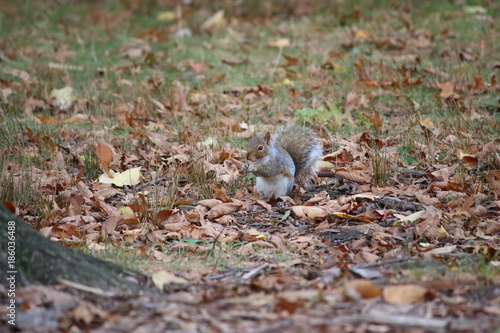 Eichhörnchen © Pentagonien