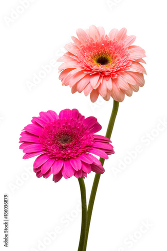 Two beautiful delicate gerbera flowers isolated on white background. Fashionable creative floral composition. Summer, spring. Flat lay, top view