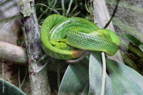 Serpent vert dans son terrarium