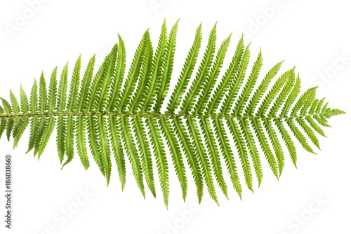Fern leaf macro isolated on white background. Green. Flat lay, top view photo