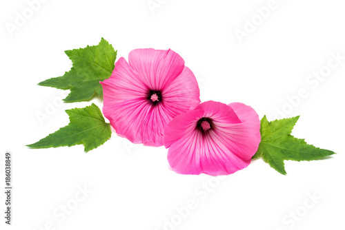 Beautiful pink lavatera flower with leaves isolated on white background. Flat lay, top view