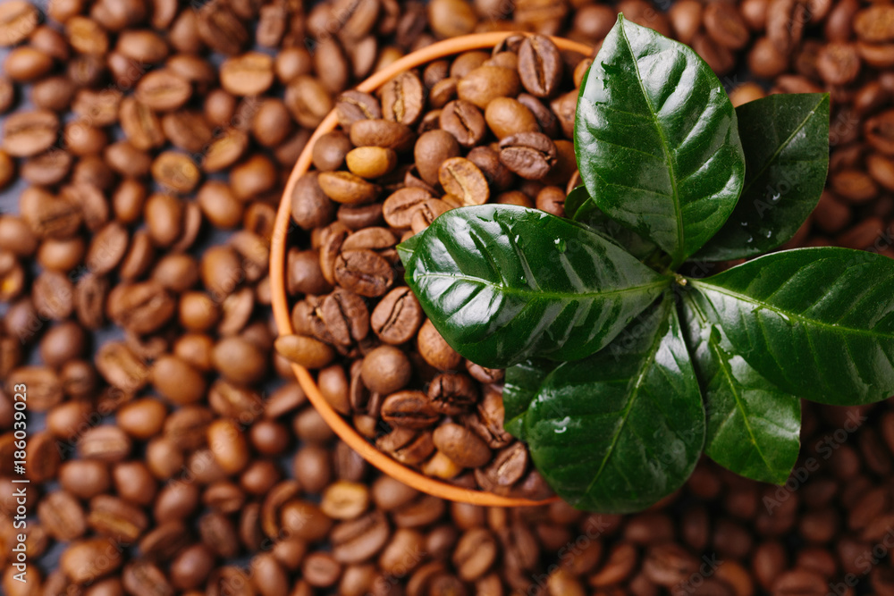 Fototapeta premium Coffee plant tree and roasted coffee beans. Top view