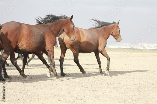 a plain with beautiful horses in sunny summer day in Turkey. Herd of thoroughbred horses. Horse herd run fast in desert dust against dramatic sunset sky. wild horses 