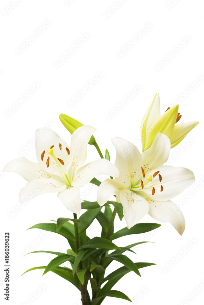Bouquet of beautiful delicate white lilies isolated on white background. Wedding, bride. Fashionable creative floral composition. Summer, spring. Flat lay, top view. Love. Valentine's Day